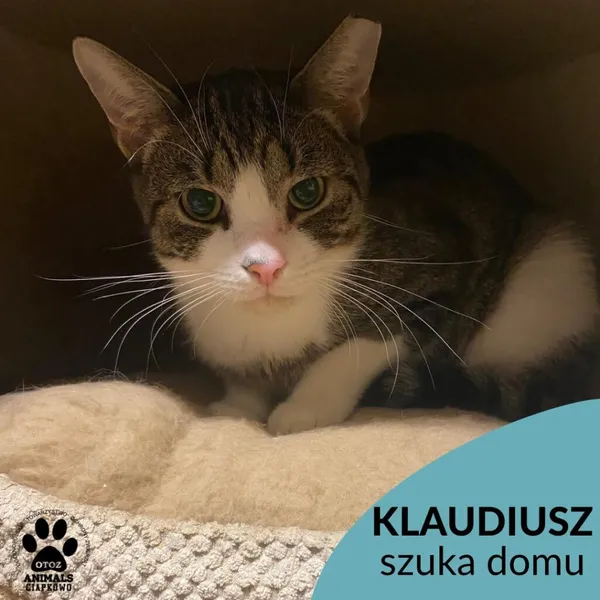 Kot do adopcji, Gdynia, 8 listopada 2022