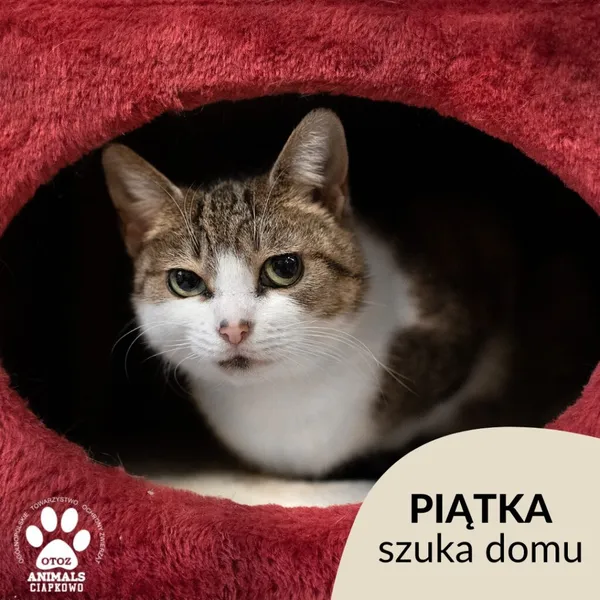 Kot do adopcji, Gdynia, 4 czerwca 2021 (1/5)