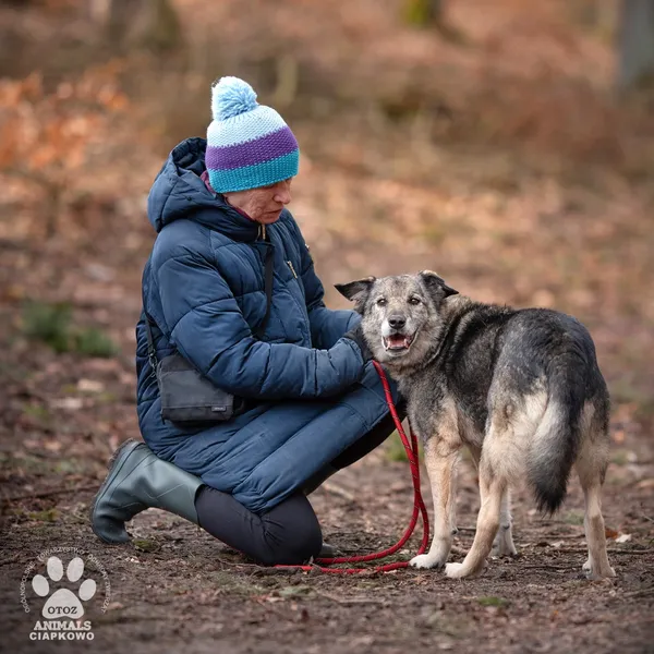 Pies do adopcji, Gdynia, 20 sierpnia 2021 (5/5)