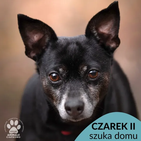 Pies do adopcji, Gdynia, 12 czerwca 2021 (1/3)