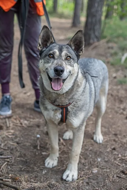 Pies do adopcji, Piła, 26 czerwca 2019 (1/4)