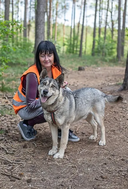 Pies do adopcji, Piła, 26 czerwca 2019 (3/4)