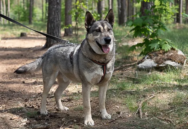 Pies do adopcji, Piła, 26 czerwca 2019 (4/4)