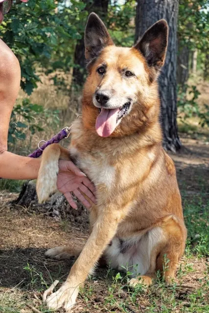 Pies do adopcji, Piła, 13 lutego 2020 (2/5)