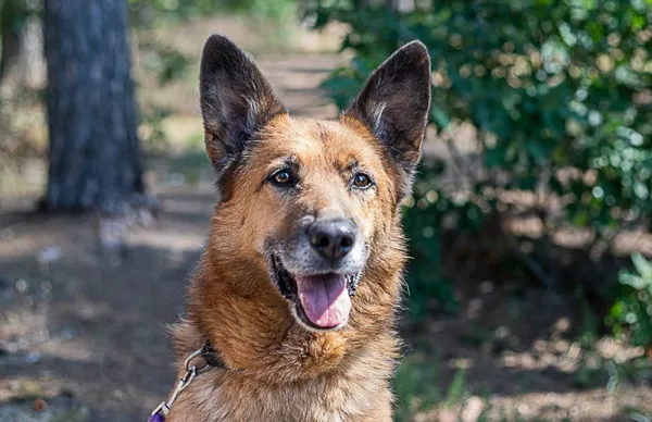 Pies do adopcji, Piła, 13 lutego 2020 (4/5)