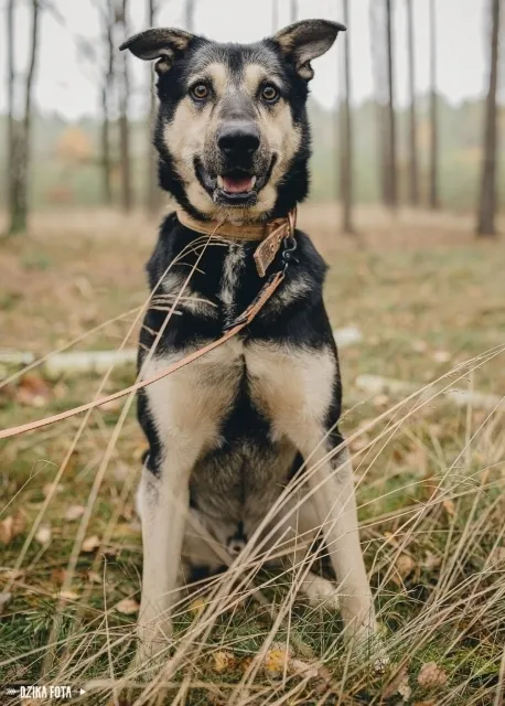 Pies do adopcji, Piła, 3 lipca 2019 (1/5)