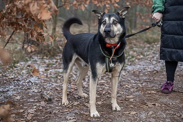Pies do adopcji, Piła, 3 lipca 2019 (2/5)