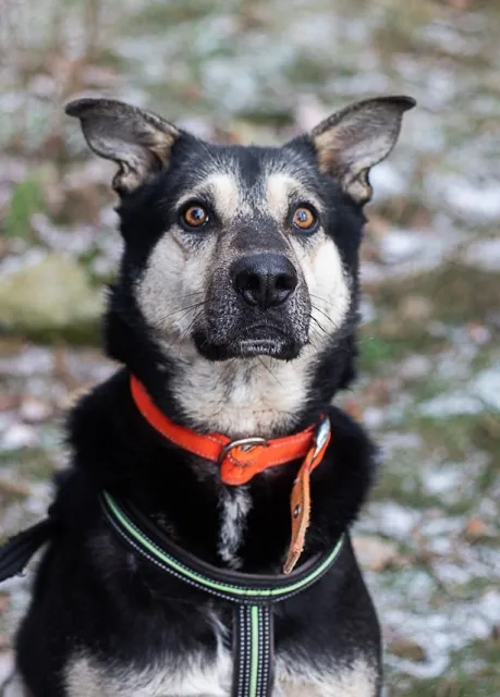 Pies do adopcji, Piła, 3 lipca 2019 (3/5)