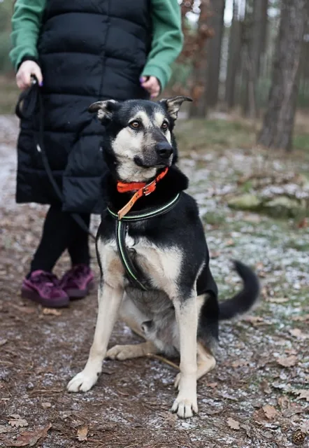 Pies do adopcji, Piła, 3 lipca 2019 (4/5)