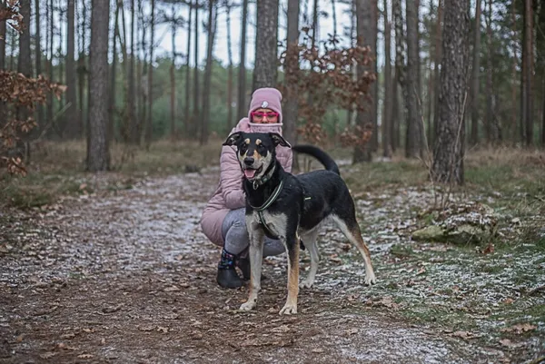 Pies do adopcji, Piła, 25 maja 2020 (5/5)