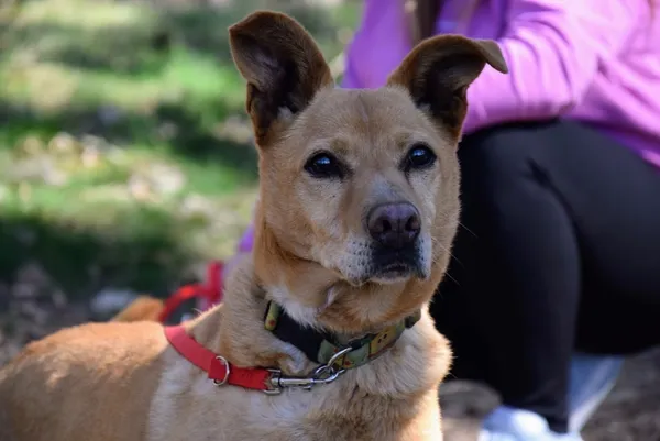 Pies do adopcji, Piła, 13 kwietnia 2019 (2/5)