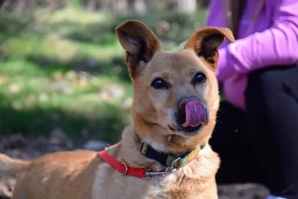 Pies do adopcji, Piła, 13 kwietnia 2019 (5/5)