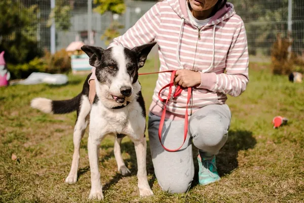Pies do adopcji, Piła, 12 kwietnia 2019 (2/5)