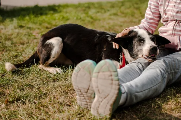 Pies do adopcji, Piła, 12 kwietnia 2019 (5/5)