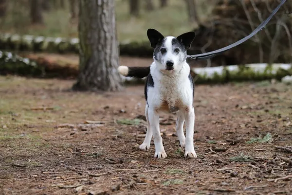 Pies do adopcji, Piła, 12 kwietnia 2019 (1/5)