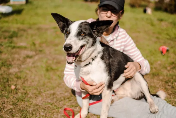 Pies do adopcji, Piła, 12 kwietnia 2019 (3/5)