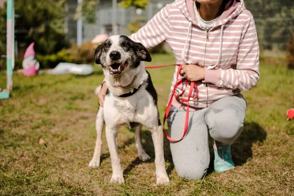 Pies do adopcji, Piła, 12 kwietnia 2019 (5/5)