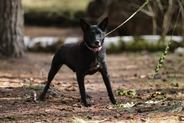 Pies do adopcji, Piła, 12 kwietnia 2019 (1/5)