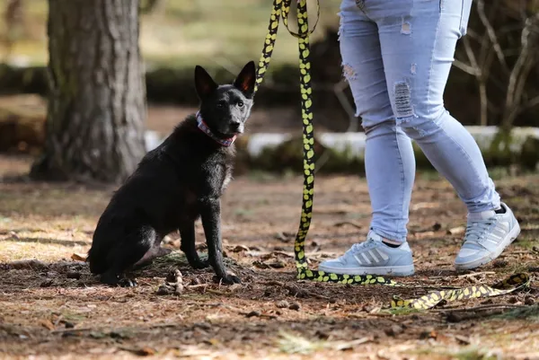 Pies do adopcji, Piła, 12 kwietnia 2019 (2/5)