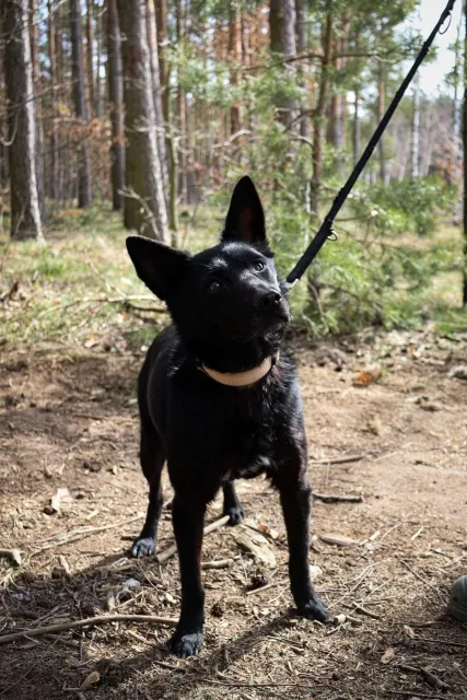 Pies do adopcji, Piła, 12 kwietnia 2019 (3/5)