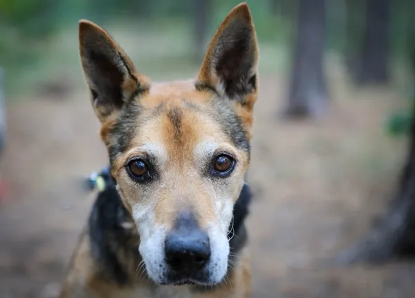 Pies do adopcji, Piła, 20 czerwca 2012 (1/5)