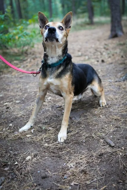 Pies do adopcji, Piła, 20 czerwca 2012 (2/5)