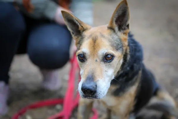 Pies do adopcji, Piła, 20 czerwca 2012 (3/5)