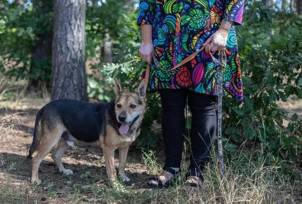 Pies do adopcji, Piła, 20 czerwca 2012 (4/5)