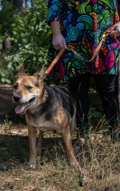 Pies do adopcji, Piła, 20 czerwca 2012 (5/5)