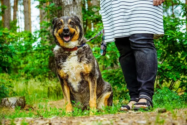 Pies do adopcji, Piła, 3 września 2016 (4/4)