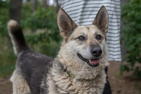 Pies do adopcji, Piła, 12 kwietnia 2019 (2/5)