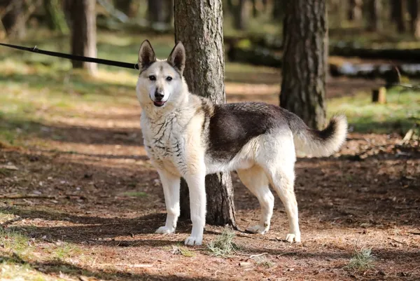 Pies do adopcji, Piła, 12 kwietnia 2019 (1/5)