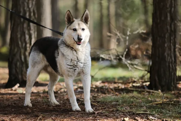 Pies do adopcji, Piła, 12 kwietnia 2019 (2/5)