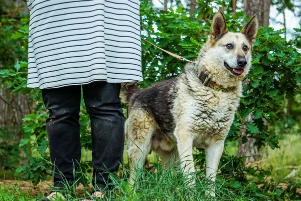 Pies do adopcji, Piła, 12 kwietnia 2019 (5/5)