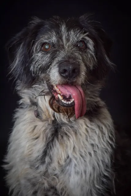 Pies do adopcji, Piła, 28 lipca 2017 (1/5)