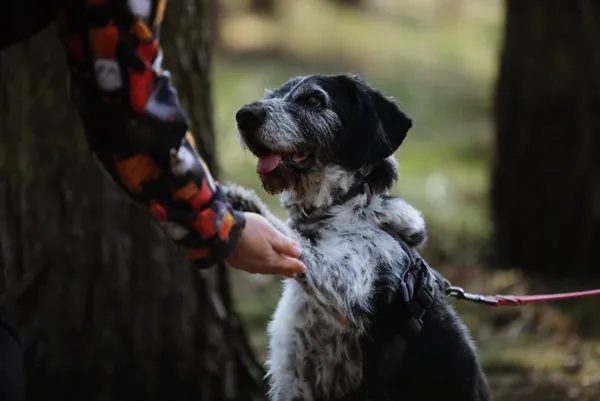 Pies do adopcji, Piła, 28 lipca 2017 (3/5)