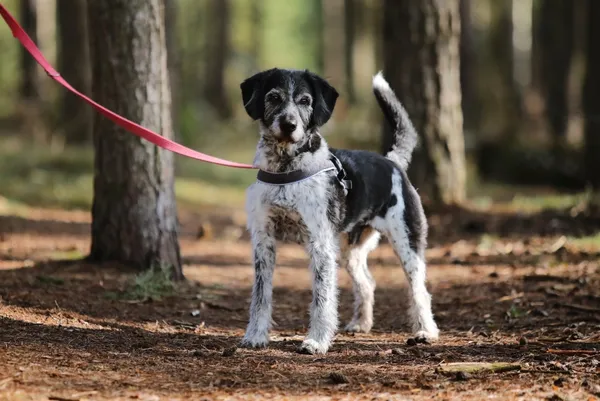 Pies do adopcji, Piła, 28 lipca 2017 (4/5)