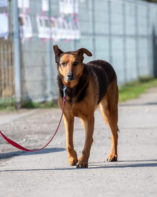 Pies do adopcji, Piła, 12 kwietnia 2019 (1/3)