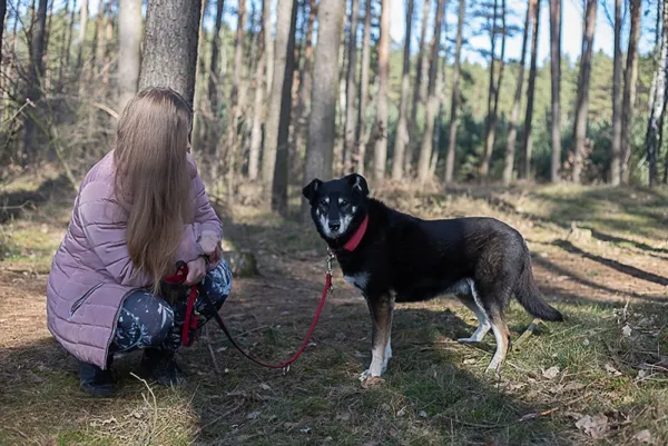 Pies do adopcji, Piła, 13 kwietnia 2019 (4/5)