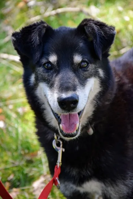 Pies do adopcji, Piła, 13 kwietnia 2019 (1/5)