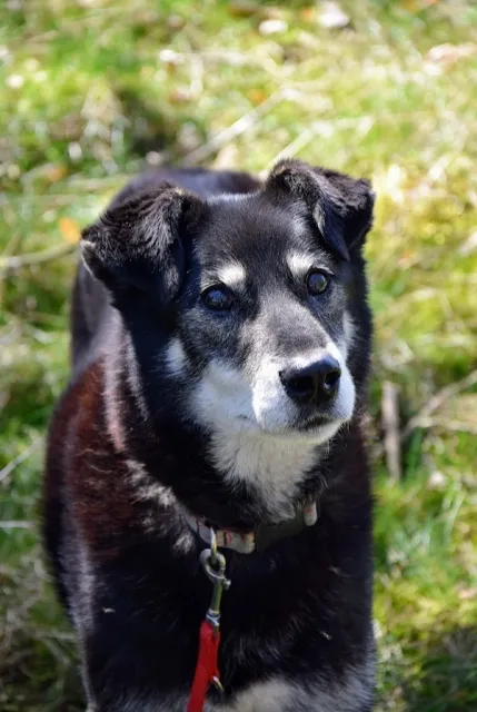 Pies do adopcji, Piła, 13 kwietnia 2019 (2/5)