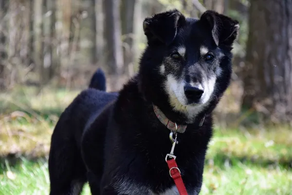 Pies do adopcji, Piła, 13 kwietnia 2019 (3/5)