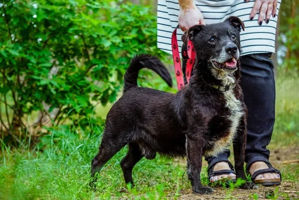 Pies do adopcji, Piła, 2 czerwca 2017 (5/5)