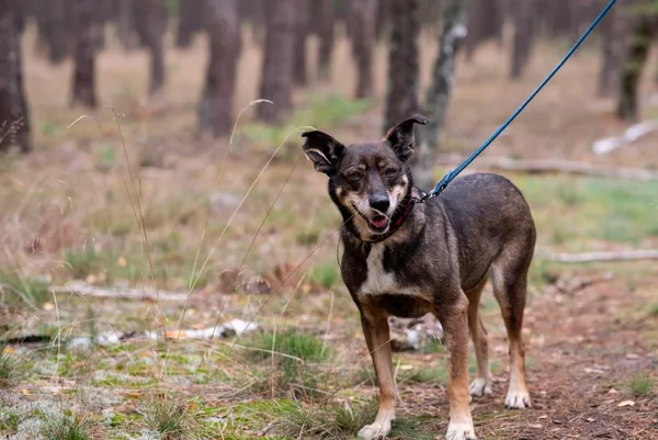 Pies do adopcji, Piła, 20 października 2017 (2/5)