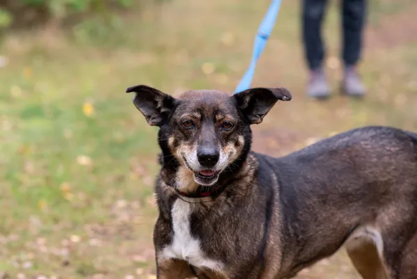 Pies do adopcji, Piła, 20 października 2017 (3/5)