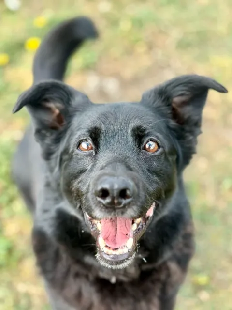 Pies do adopcji, Piła, 7 czerwca 2019 (1/5)