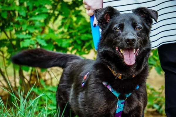 Pies do adopcji, Piła, 7 czerwca 2019 (2/5)