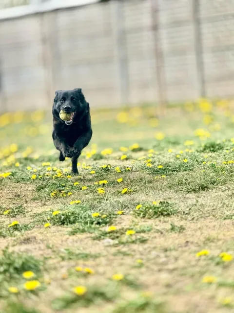 Pies do adopcji, Piła, 7 czerwca 2019 (3/5)