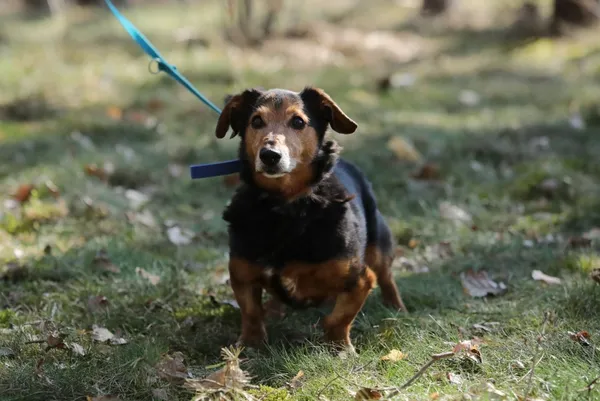 Pies do adopcji, Piła, 8 lutego 2017 (1/5)