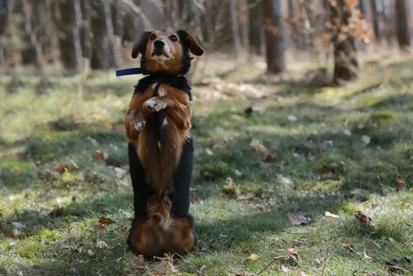 Pies do adopcji, Piła, 8 lutego 2017 (2/5)